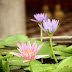 Flowers in Cambodia