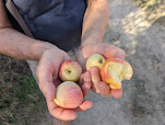 Love Valley apples - free for the picking