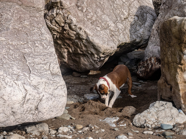 Photo of Ruby digging for buried treasure on the beach