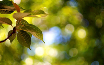 Forest Trunks Trees Leaves Crown Sky Blue Hd Wallpaper