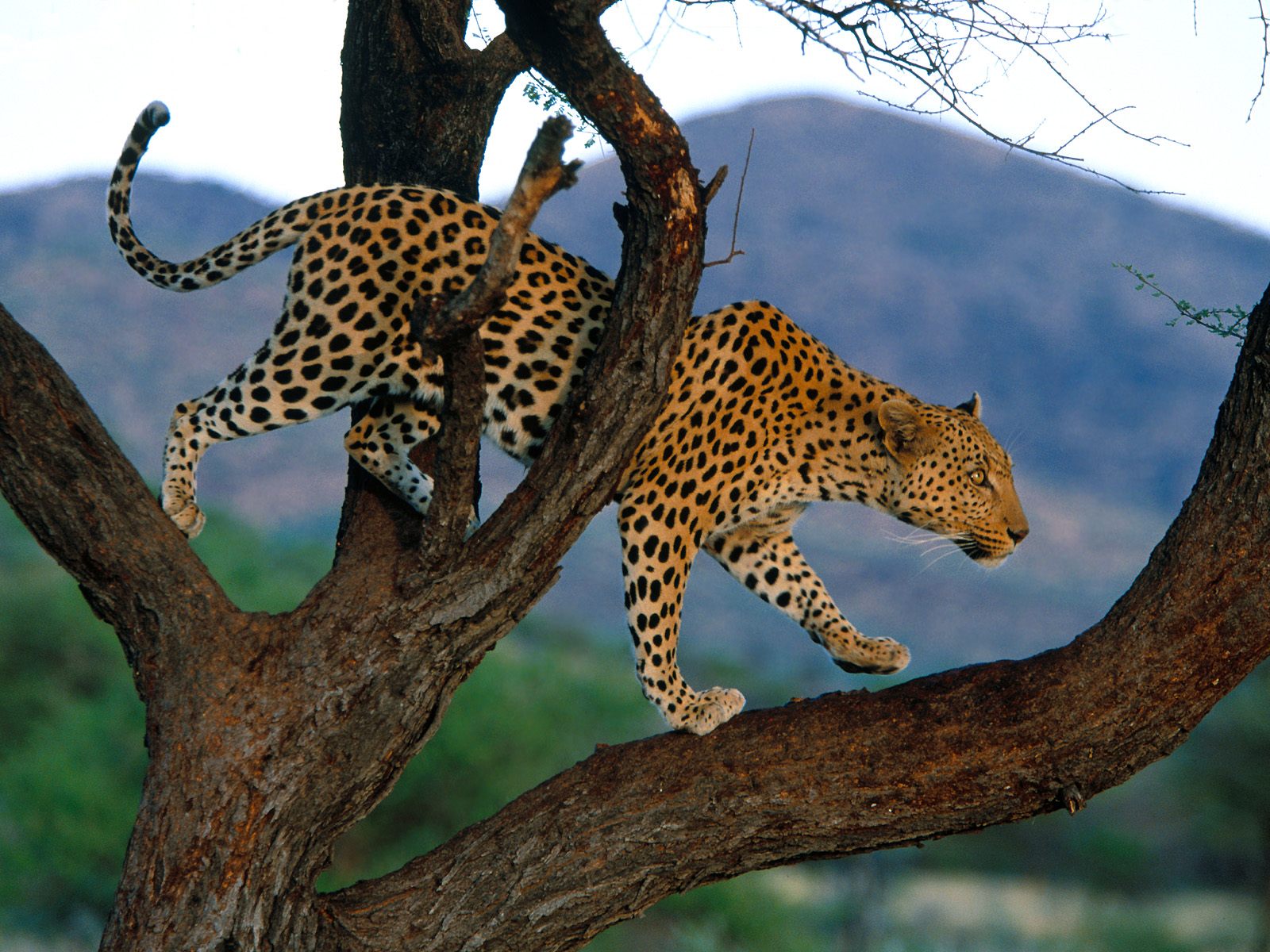 TipTop 3D HD Wallpapers Collection Leopards Wallpapers