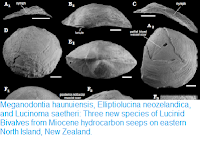 https://sciencythoughts.blogspot.com/2018/05/meganodontia-haunuiensis-elliptiolucina.html