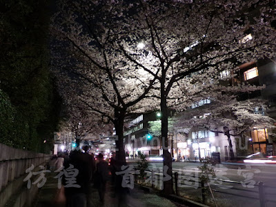 靖国通り沿いの街路樹は桜