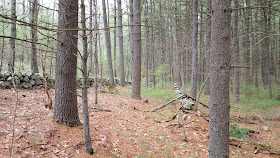 two parallel walls at one point in the Franklin Forest