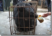 Caged_bears_Chengdu_Oct_2006_Kees_25[1]