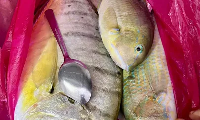 IKAN SEGAR DARI LAUT HASIL MEMANCING SUAMI