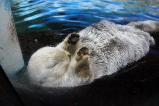 Sea otter