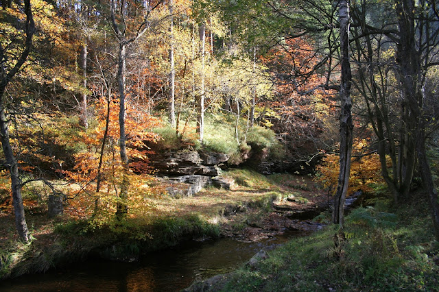 All the Leaves are Brown in Hamsterley Forest