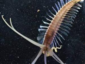 VENOM97 Ditemukan hewan  aneh di  dasar laut sulawesi 