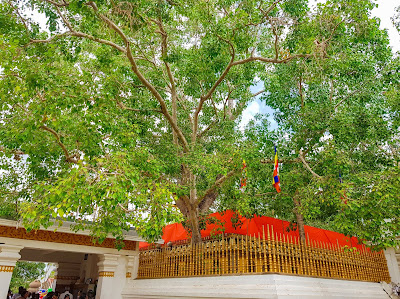Anuradhapura, Bodhi Tree