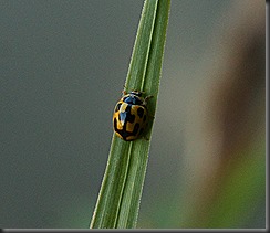 IMG_4153