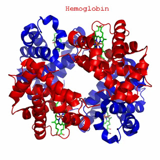 Hemoglobin synthesis & catabolism