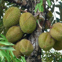 Tanaman Bibit Durian Musangking Kaki Tiga Cepat Buah