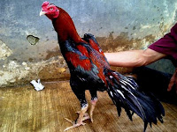 Ayam Aduan Terbaik Saat ini Bukan Lagi Bangkok Asli