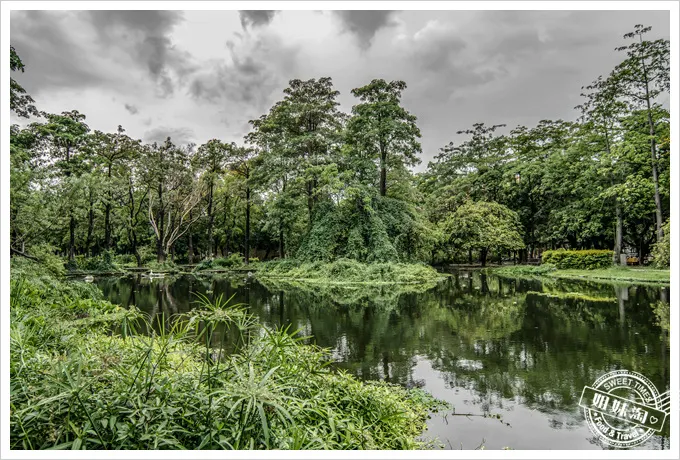 大東溼地公園水森林