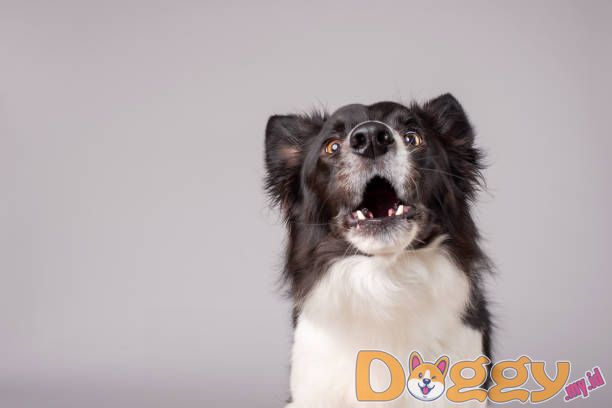Mulai Dari Awal Dengan Anjing Alergi
