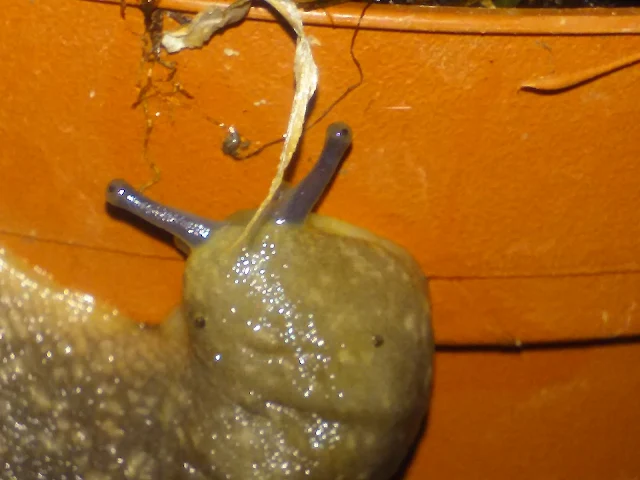 Head of a banana slug crawling on balcony with big feeler eyes poking out in Eugene Oregon