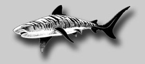 shark