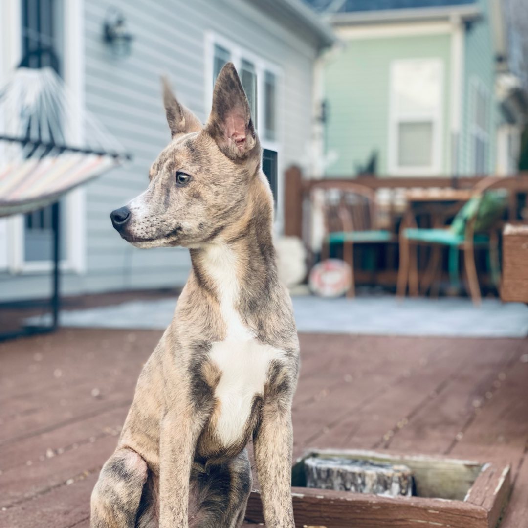 A Coydog