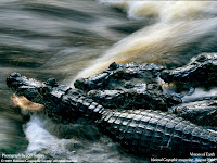 crocodili domestici gradina zoologica