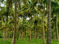 Registration of coconut lands in the island made compulsory.