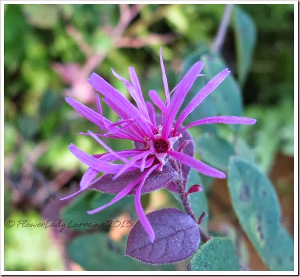 10-20-fringe-flower2