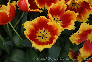 庫肯霍夫公園, Keukenhof, 荷蘭, holland, netherlands