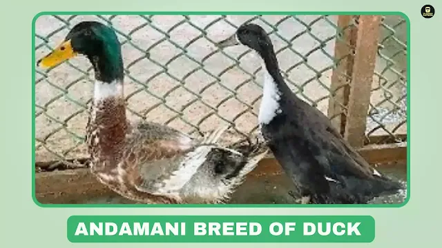Andamani duck, dual purpose duck, meat and egg duck, poultry breed, Andaman & Nicobar Islands duck, Nimbudera, Diglipur, black plumage, white marking, tropical climate