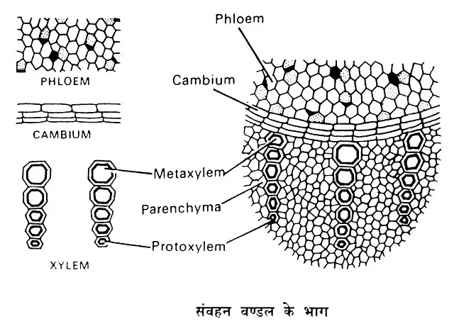 संवहन ऊतक तन्त्र (Vascular Tissue System) : परिभाषा, भाग, प्रकार|hindi