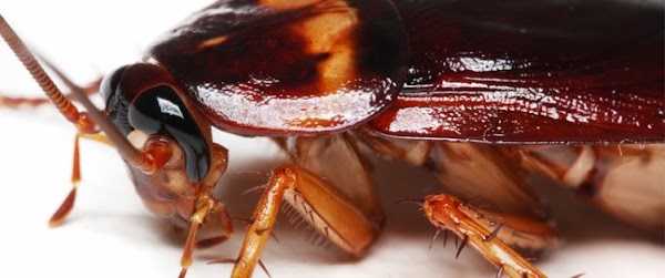 Leche de cucaracha más nutritiva que la de vaca, señala estudio