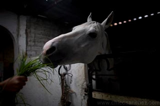 Caballos que curan es un reportaje sobre Guadalupe Peña, una escaramuza charra que se curó a sí misma de una parálisis de medio cuerpo usando el poder sanador de los caballos. Después de recobrar su salud se entregó a la misión de curar a otras personas por medio de la equinoterapia.