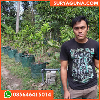 planterbag dari suryaguna 085646415014