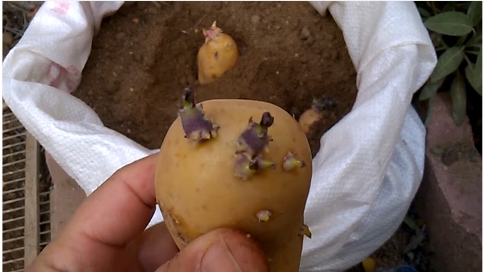 If you dont have big space for planting potatoes, or you don't have a garden. However, you can enjoy growing and harvesting their home grown potatoes using containers or plastic bags!