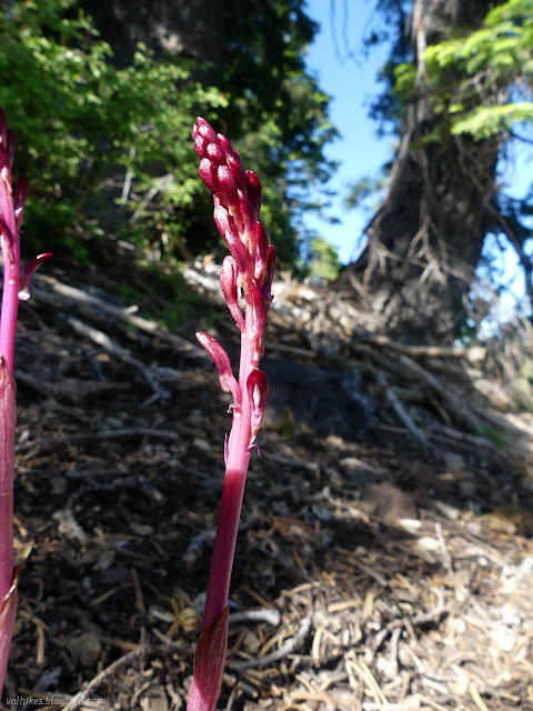 28: red stalk and buds