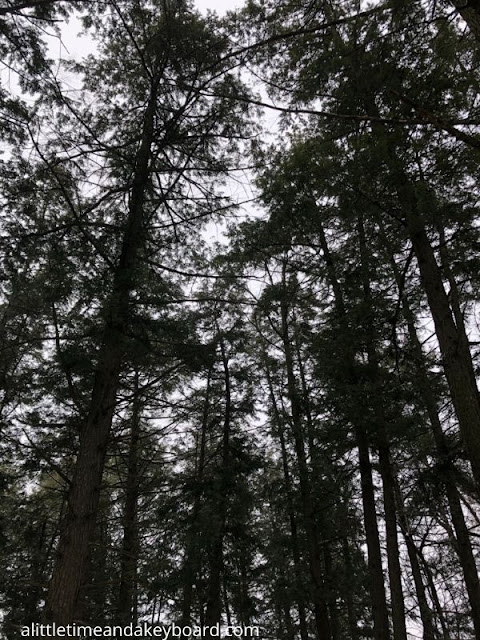 Reveling in a spot of green in a grove of lofty evergreens at Morton Arboretum.