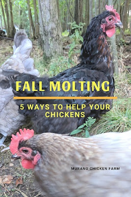 Chickens molting in fall