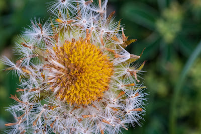 A member of the Asteraceae family in the process of sending it's seeds.