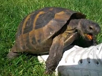 tortuga haciendole el amor a un zapato