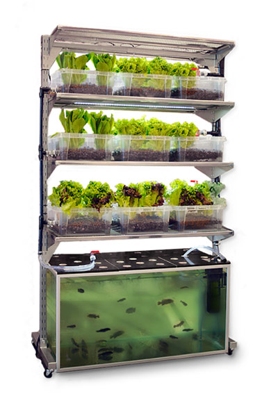 DIY Aquaponics Fish Tank