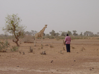 Giraffe Distance
