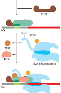 RNA pol II