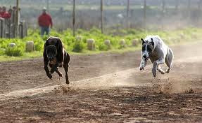 Carta enviada a Piedra OnLine en defensa de los galgos.-