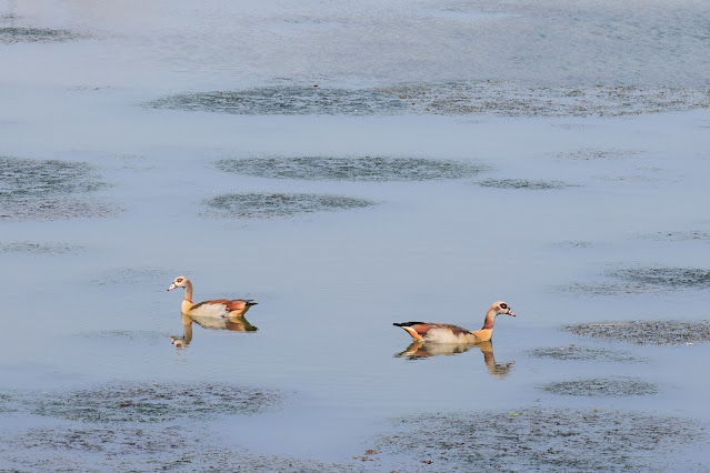 Harare, Zimbabwe - Mukuvisi Park: Ducks