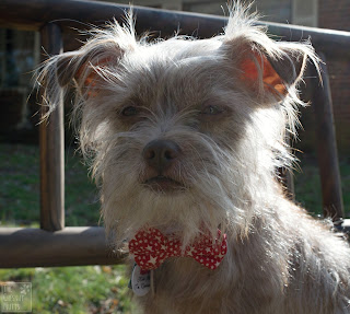 Bailey in her The French Dog Bow Tie