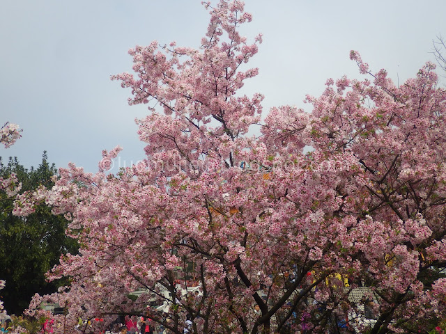 Taiwan cherry blossoms