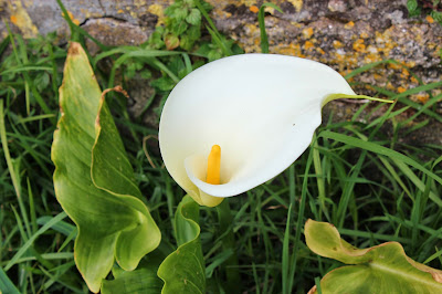 Italiaanse Aronskelk - Italiaanske Aronstsjelk - Arum italicum