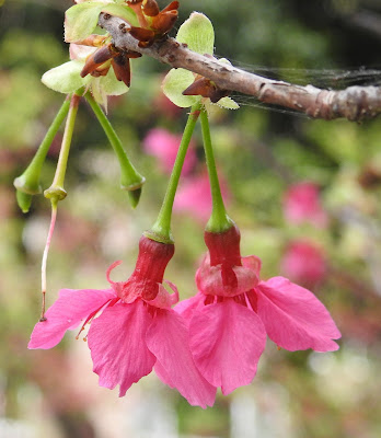 山櫻花的花