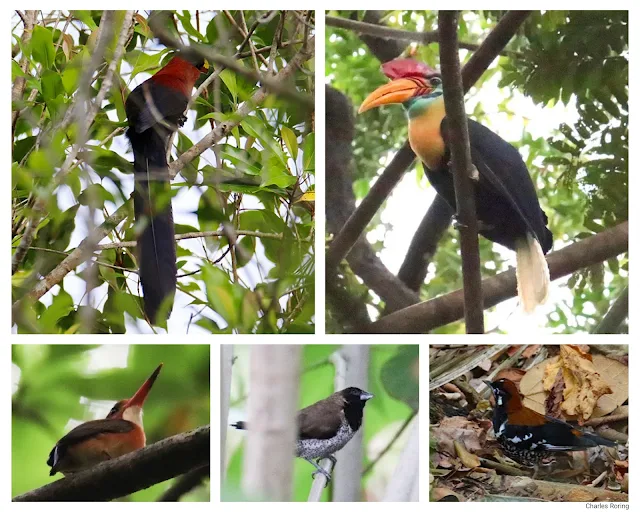 Red-backed Thrush, Yellow-billed Malkoha, knobbed hornbill, black-faced munia, Sulawesi Pygmy Kingfisher,