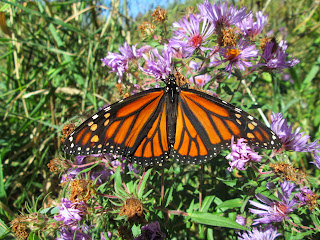 Monarch Butterfly Nodding Onion Gardens