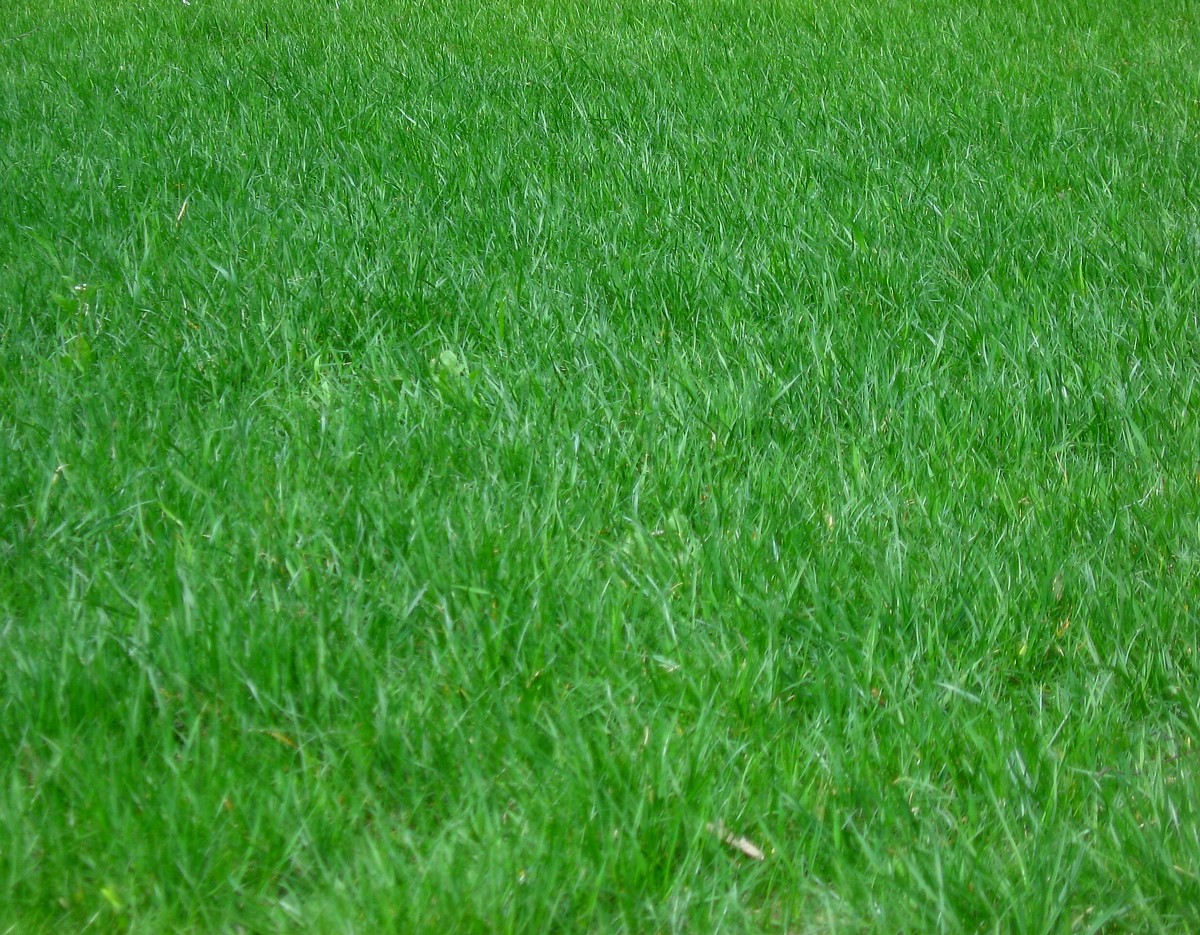 grass texture duplicate